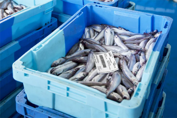 Seafood being labeled