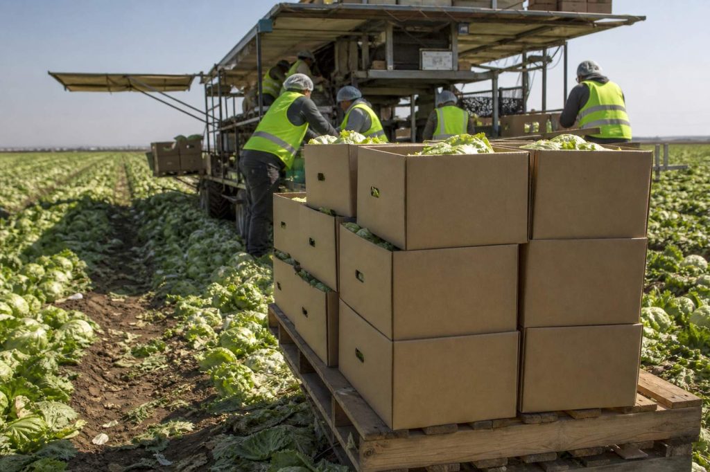 Crew field-packing iceberg lettuce into cases during harvest.