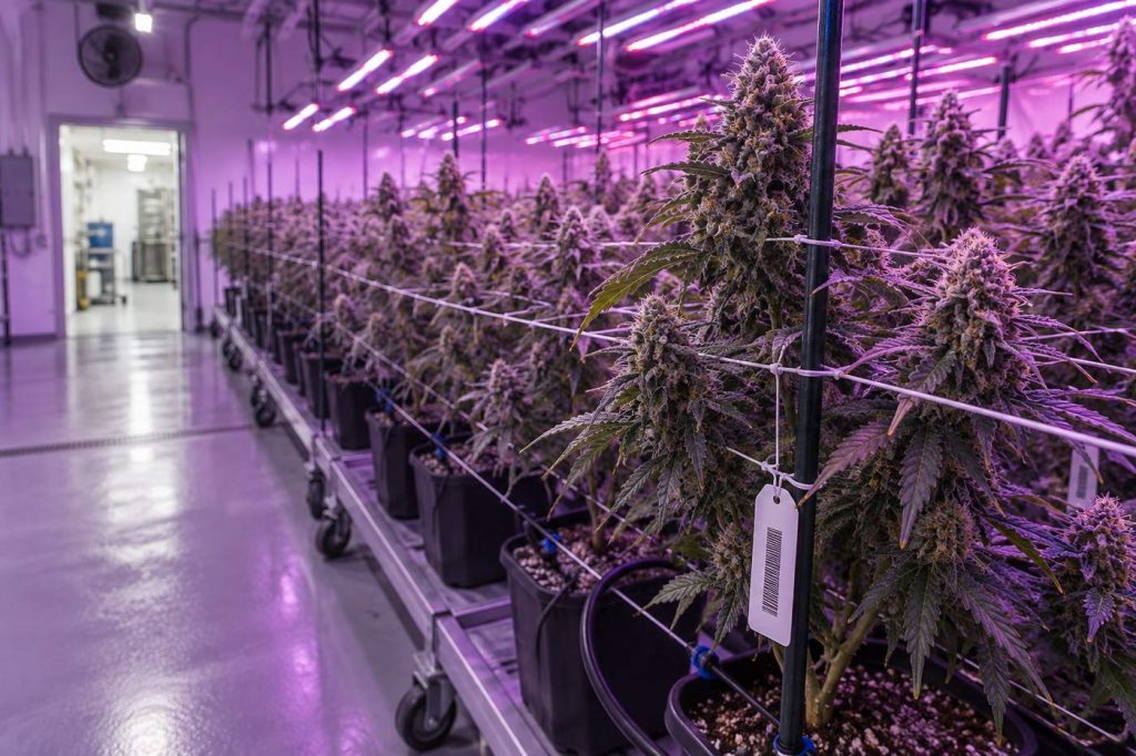 Barcoded plant tag on a stake in a licensed indoor cannabis cultivation room.
